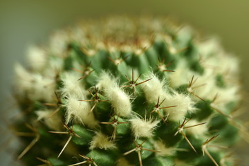 Close-up Cactus with flower