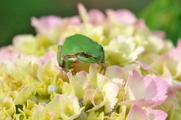 紫陽花の花と蛙