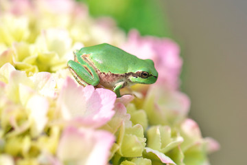 紫陽花の花と蛙