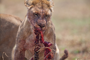 leonesso dopo la caccia nella savana in Zambia