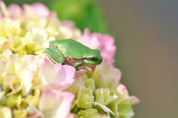 紫陽花の花と蛙