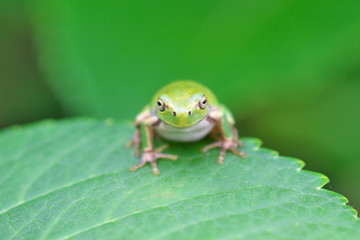 紫陽花の葉で休むカエル