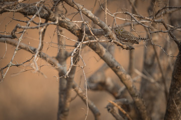 Pearl_spotted_owl_1