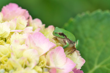 紫陽花の花と蛙