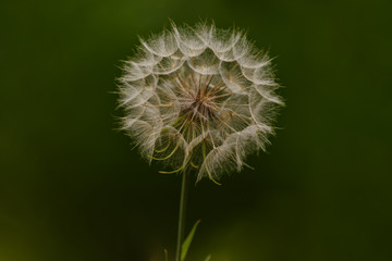 dandelion