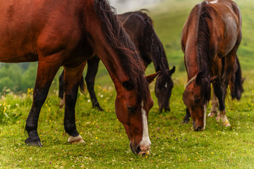 Obraz premium wild Horse