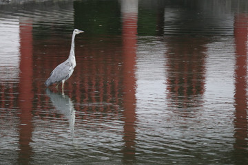 Bird in a Lake
