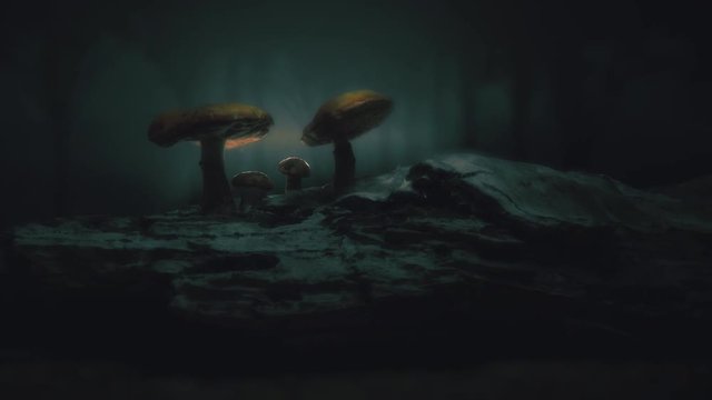 Gorgeous orbit shot of a mystical forest / mushroom scene. Fantasy like illumination / glow / lighting. 4K UHD rendered at 16-bit color depth.