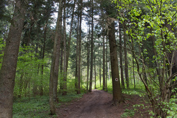 Obraz premium Transylvania the beautifull