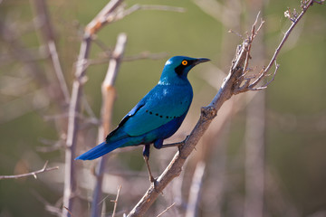 Lo storno superbo Lamprotornis superbus 