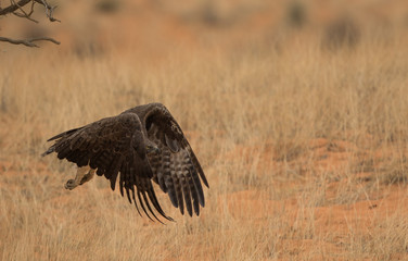 marshal_eagle_1