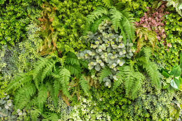 Fototapety  Replika ściany z kwiatów i paproci w pionowym ogrodzie