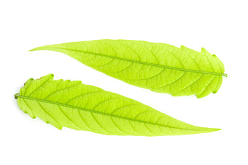 Green leaf isolated on white background