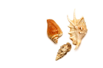 Sea shell with white background