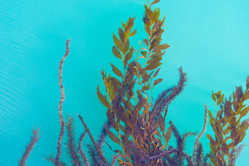 Seaweed floating on water © Meteora.io