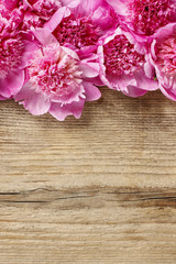 Stunning pink peonies on rustic wooden background.