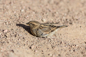Portrait of a sparrow on the sand