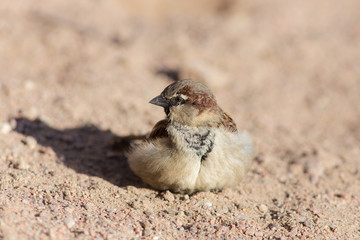 Portrait of a sparrow closeup