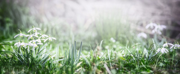Springtime banner with snowdrops flowers at outdoor nature background in garden, park or forest,...