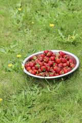 Bowl of ripe strawberries in the garden.