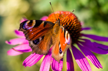 Peacock butterfly on the pink flower head , Aglais io