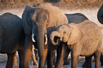 Fototapeta na wymiar elefante,elefanti all'abbeveraggio