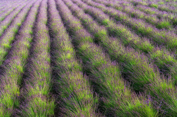 rows of lavendar