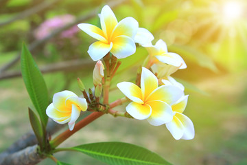 sunshine,white flowers blooming in morning time