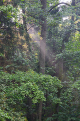 Mixed old forest just rain after