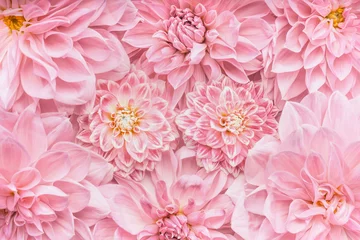 Wall murals Flowers Pastel pink flowers background, top view, Layout  or greeting card for Mothers day, wedding or happy event