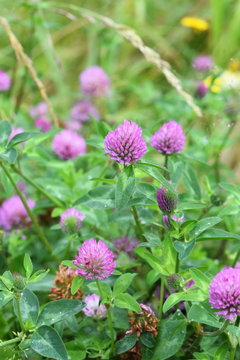 Red clover Trifoilum pratense growing in a field