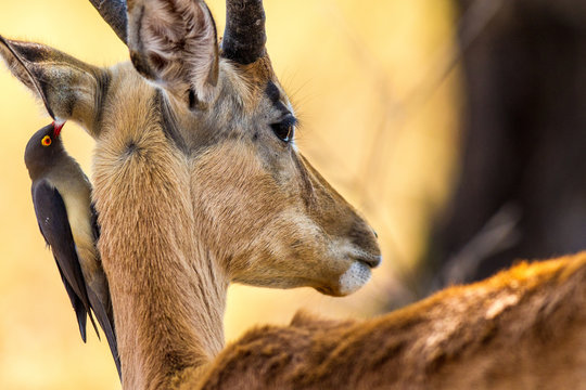 gazzelle nella savana africana