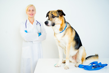 Dog at a vet