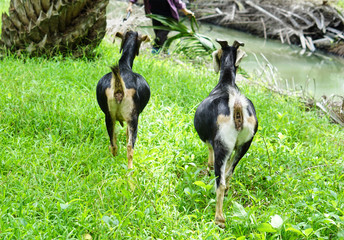 Goat breed is Toggenburg black goat