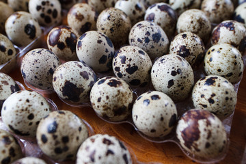 colorful quail eggs lying in a special form for storage