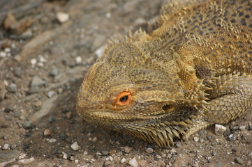 Bearded Dragon (Aphibolurus barbatus)