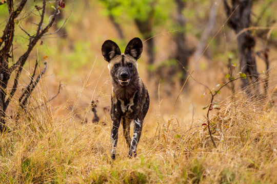 licaone nella savana africana