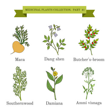 Vintage collection of medical herbs and plants