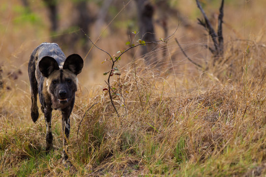 licaone nella savana africana