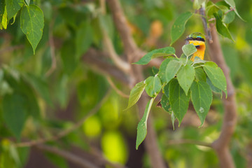 Gruccione piccolo Delta dell'Okawango