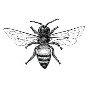 Bee hand drawing vintage style