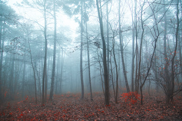 autumn forest on misty morning,