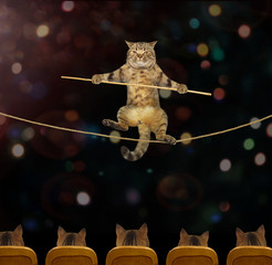 The cat acrobat goes on a tightrope in the circus.