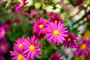 Obraz premium 枚方菊フェスティバル 菊