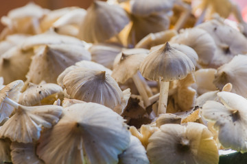 Fresh raw nature mushrooms in the wild. forest mushroom