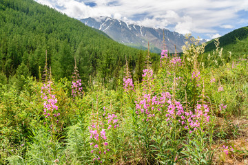 Chamaenerion angustifolium on mountain. View of North-Chuiskiy Range. Altai Republic, Russia