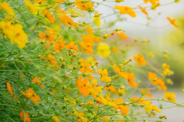 Horizontal image. The flowers tree are tilted. beautiful nature background of yellow blossom cosmos flowers