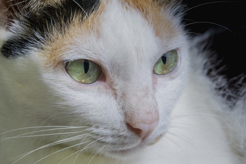 macro close up face and eyes of white kitten cat