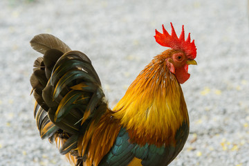 close up portrait of bantam chickens, Beautiful colorful cock