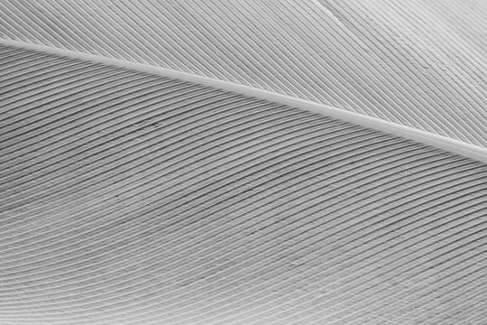abstract background macro image of white feather